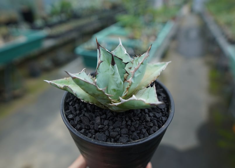 アガベ チタノタ ブルー agave titanota Blue | mana's green アガベ チタノタ ブルー agave titanota Blue | mana's green