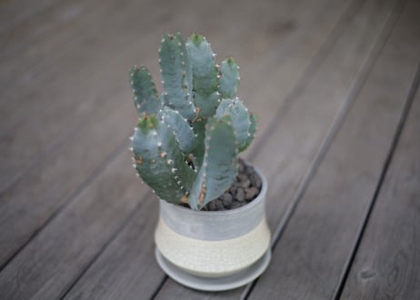 ユーフォルビア 白角キリン Euphorbia resinifera