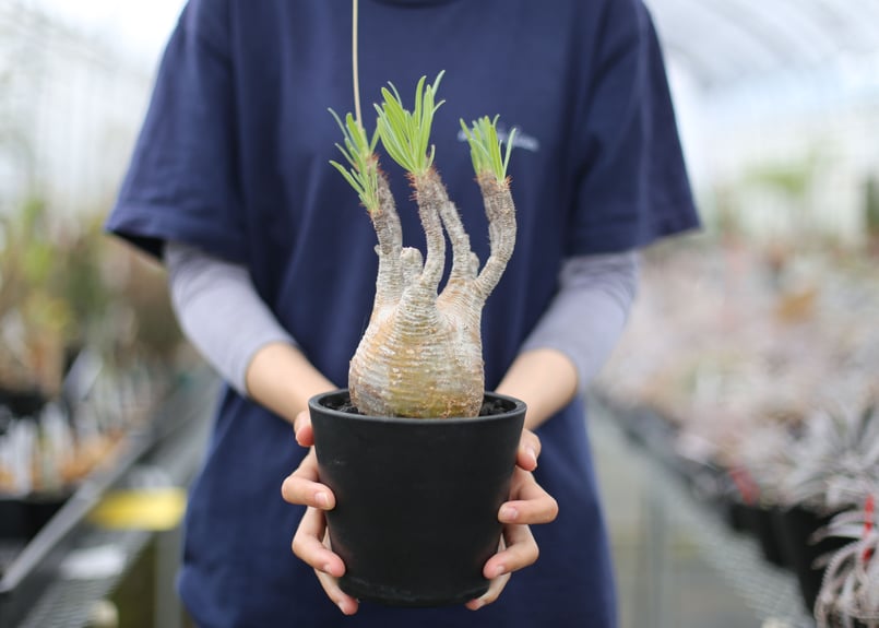 パキポディウム グラキリス | mana's farm:塊根植物・アガベ・ドライ