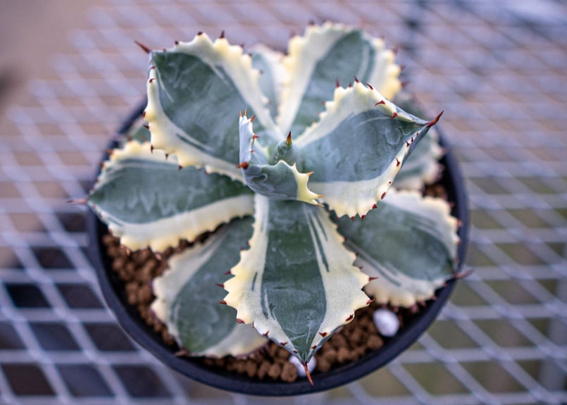 アガベ カブトガニ錦 | mana's farm:塊根植物・アガベ・ドライガーデン