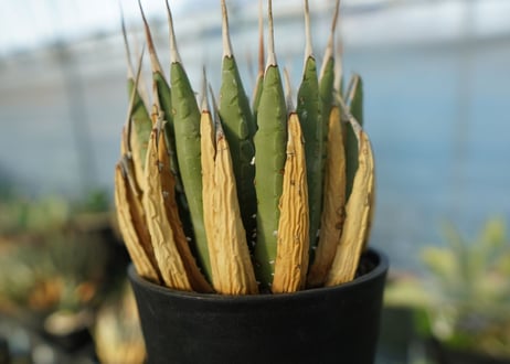アガベ　ユタエンシス　Agave uthaensis　No.2