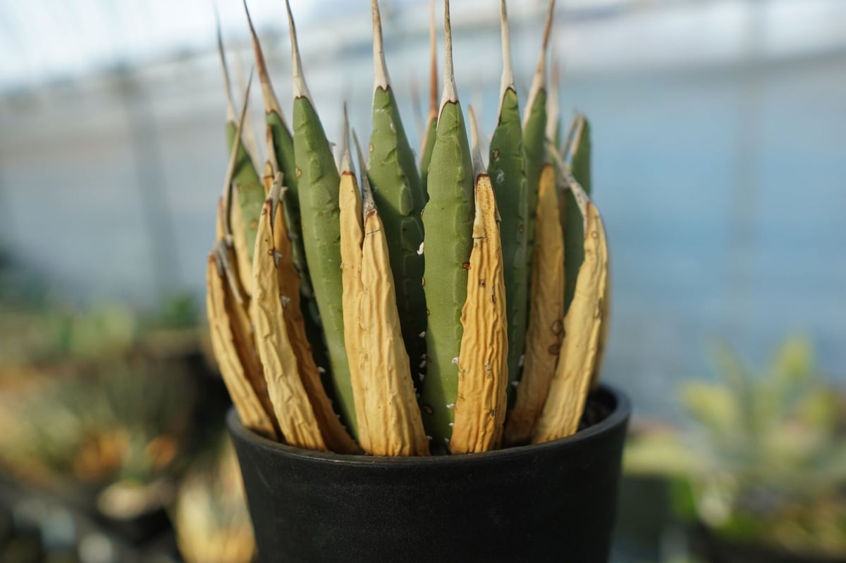 クトゥルフアガベユタエンシスyeitao