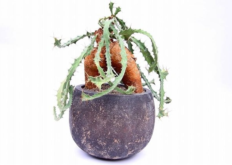 ユーフォルビア ブルアナ | mana's farm:塊根植物・アガベ・ドライ