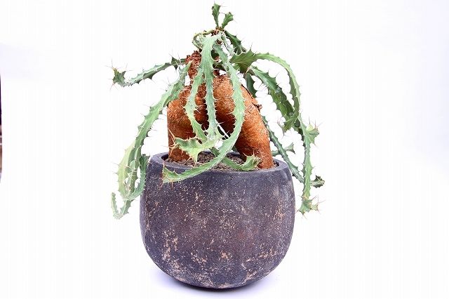 ユーフォルビア ブルアナ | mana's farm:塊根植物・アガベ