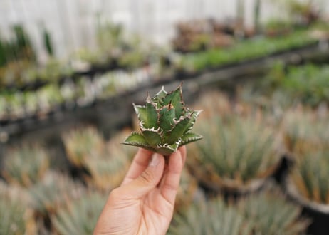 agave titanota　レッドキャットウィーズル　№3