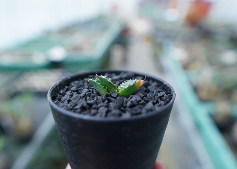 アガベ チタノタ FO-76 Agave titanota FO-76 No.21 | ma