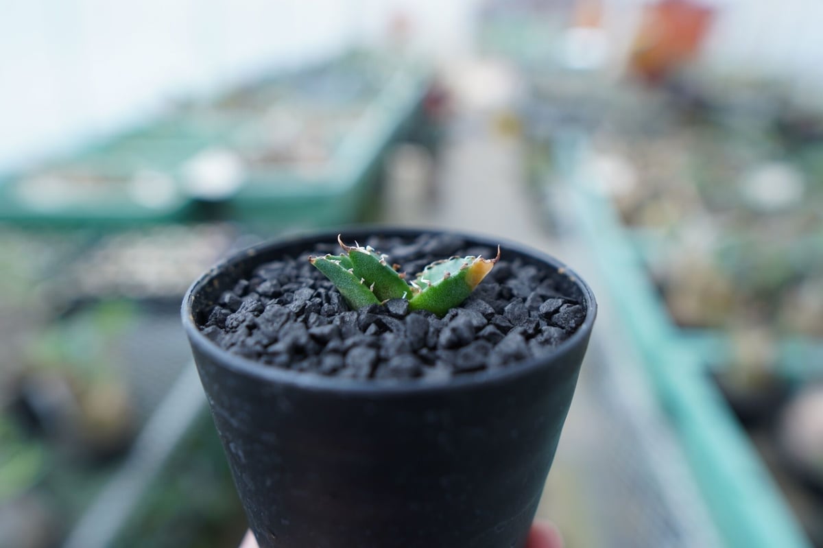 アガベ チタノタ FO-76 Agave titanota FO-76 No.21 | ma