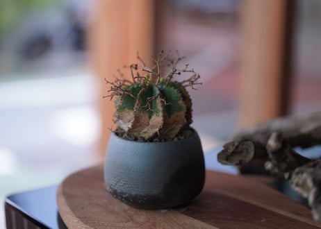 Euphorbia meloformis