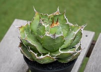 長谷川園芸 亀甲竜 | mana's farm:塊根植物・アガベ・ドライガーデン