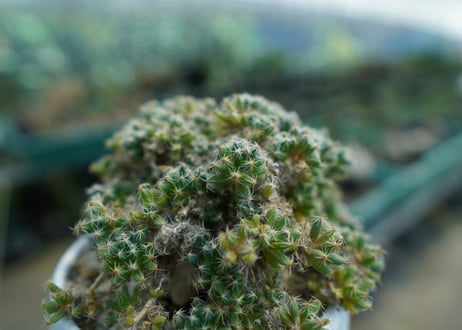トリコディアデマ　デンサム　Trichodiadema densum
