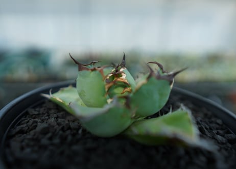 アガベ　チタノタ　黒鯨　Agave titanota black whales　No.4