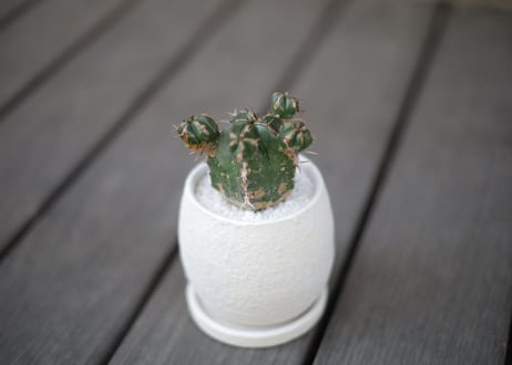 ユーフォルビア ハンディエンシス Euphorbia handiensis
