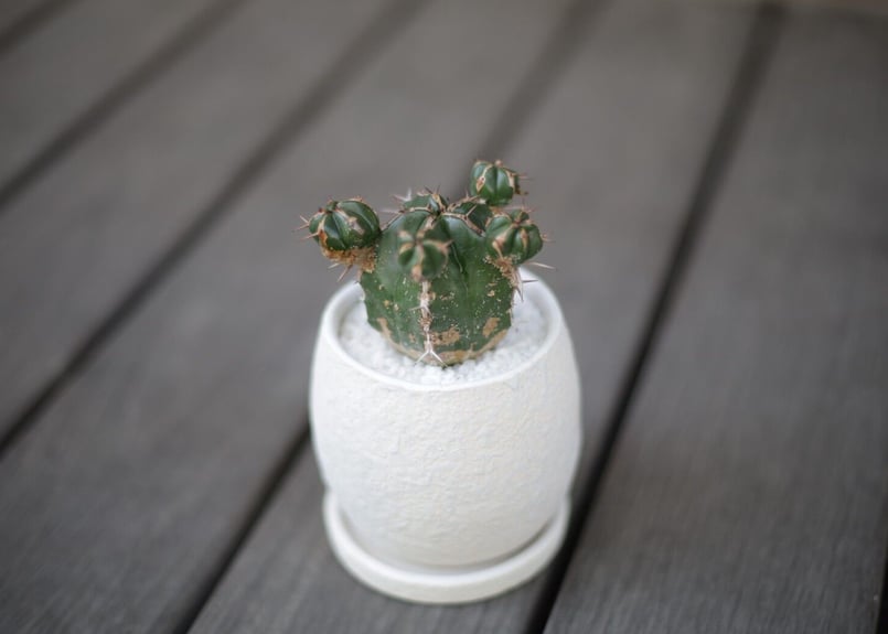 ユーフォルビア ハンディエンシス Euphorbia handiensis | mana's