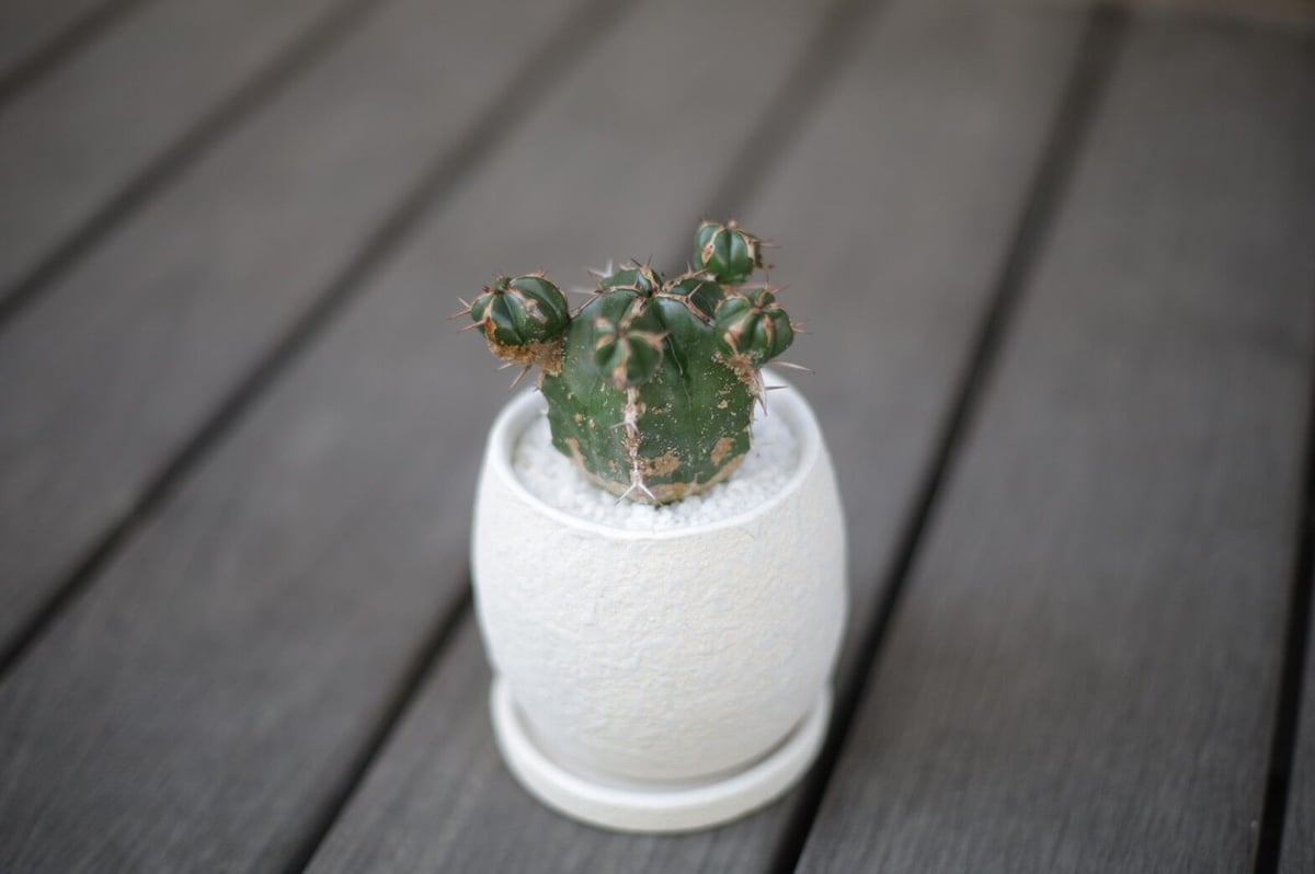 ユーフォルビア ハンディエンシス Euphorbia handiensis | mana's