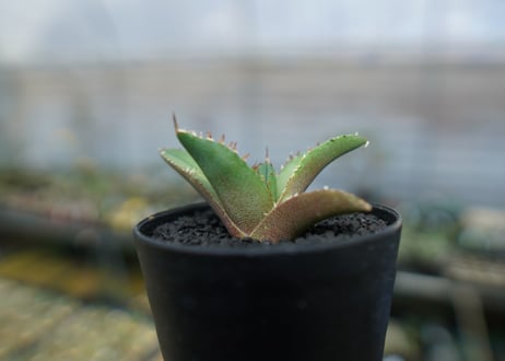 アガベ　チタノタ　FO-76　agave titanota  FO-76　No.7