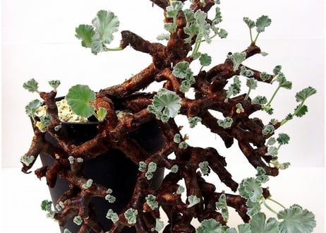 ペラルゴニウム　ミラビレ　Pelargonium mirabile　№1