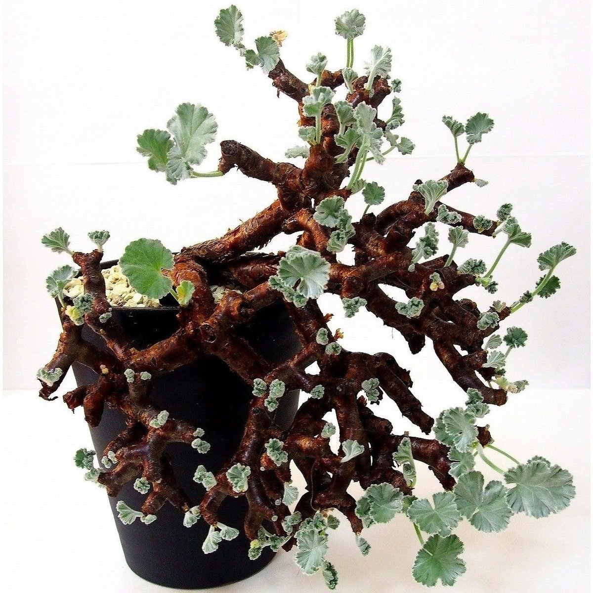 ペラルゴニウム ミラビレ Pelargonium mirabile №1 | mana's g ペラルゴニウム ミラビレ Pelargonium mirabile №1 | mana's g