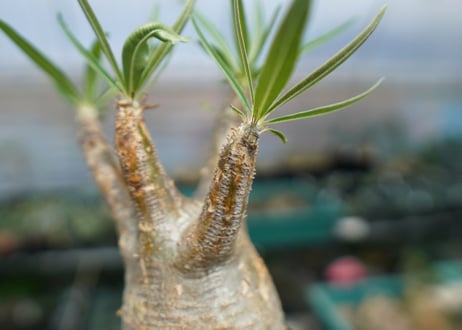 パキポディウム　グラキリス　 Pachypodium Gracilius  No.2