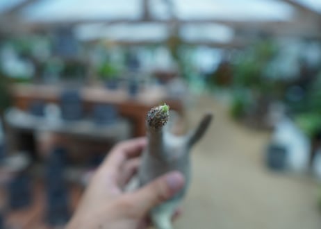 【抜き苗】パキポディウム　グラキリス　 Pachypodium Gracilius  No.10