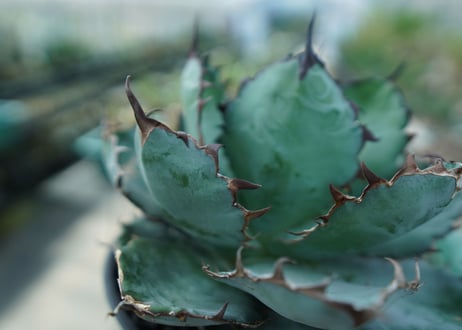 アガベ　チタノタ　 ブラックアンドブルー 　Agave titanota black and blue　No.4