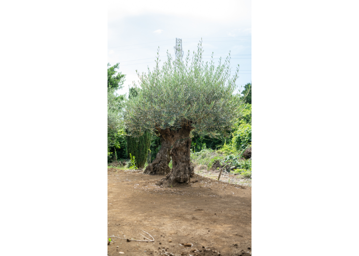 極太幹×樹肌美】真の古木オリーブ｜非公開農園より一点物入荷 | mana's
