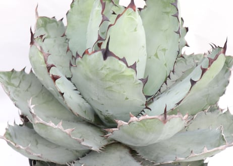 Agave titanota Black &Blue