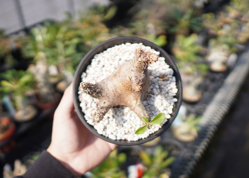 パキポディウム マカイエンセ Pachypodium makayense No.2 | man