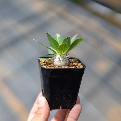 エブレネウム | STORES