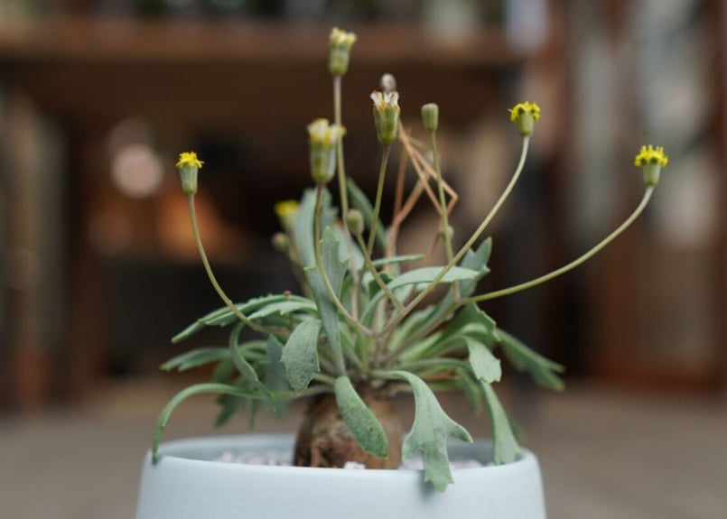 オトンナ ユーフォルビオイデス×スタインコフ Othonna euphorbioides×st