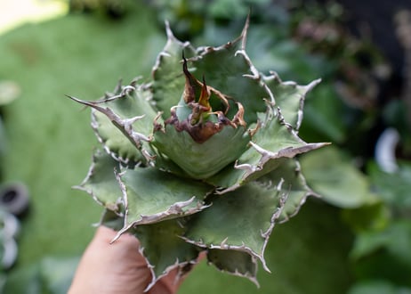 Agave titanota Solar eclipse 夕映嚴龍  NO.3