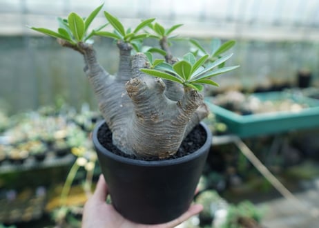 パキポディウム マカイエンセ　Pachypodium makayense　No.1