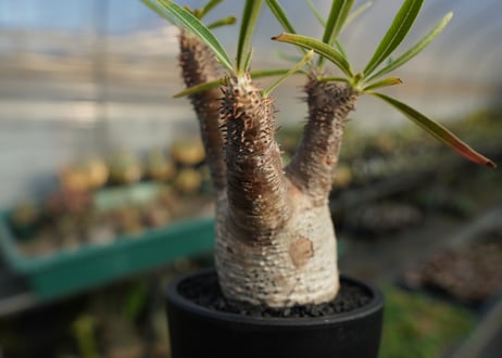 パキポディウム　グラキリス　 Pachypodium Gracilius  No.7