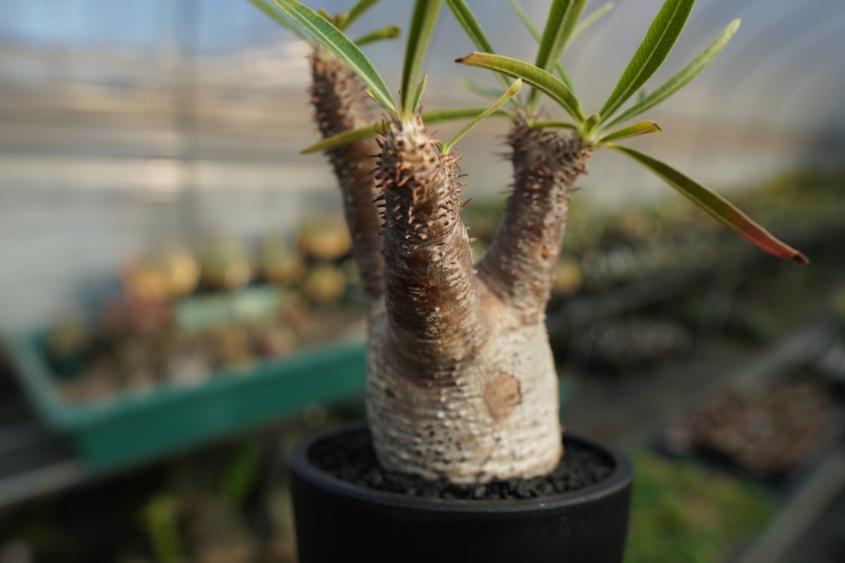 パキポディウム グラキリス Pachypodium Gracilius No.7 | ma