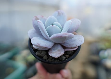 エケベリア　ラウイ　Echeveria laui　No.2