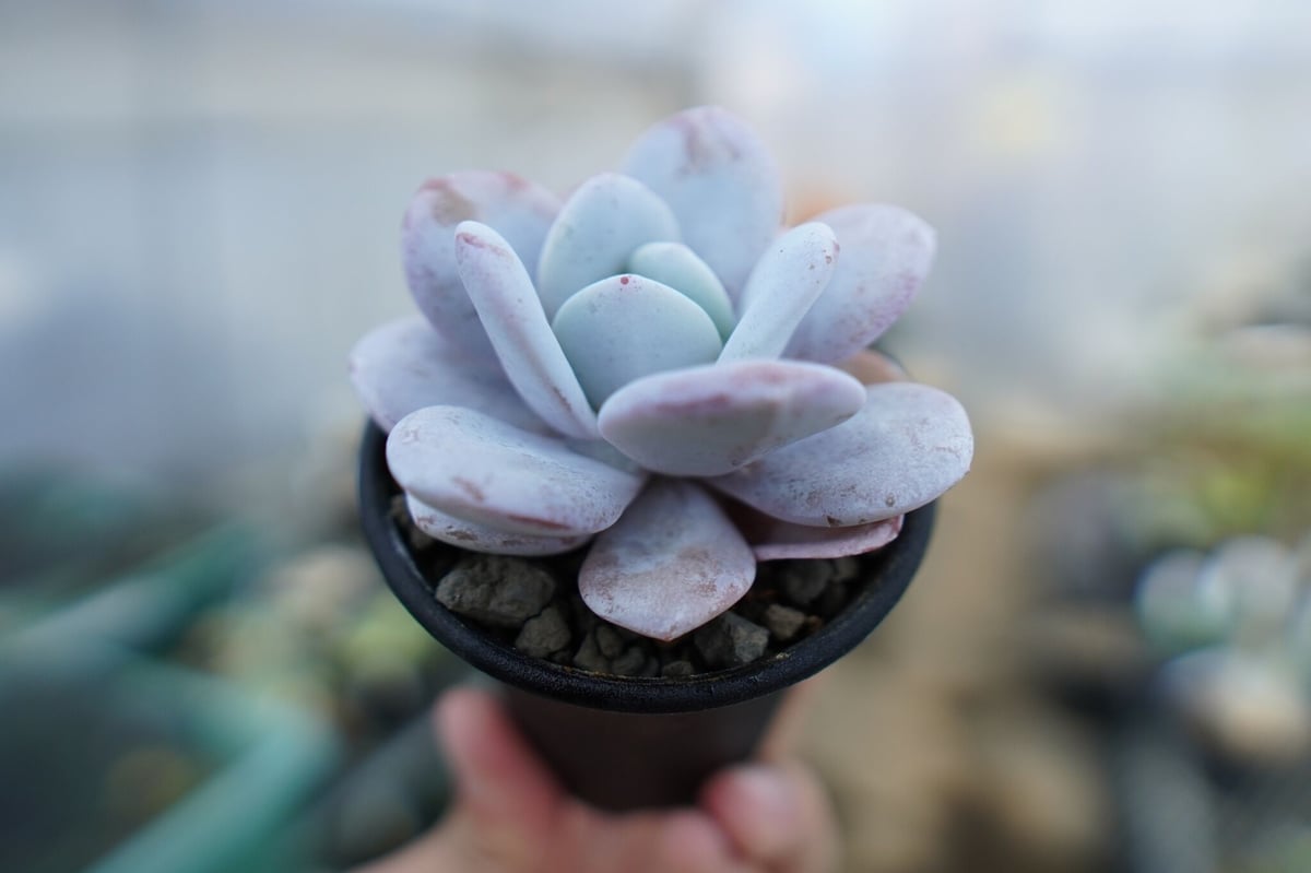 エケベリア ラウイ Echeveria laui No.2 | mana's farm:塊根植