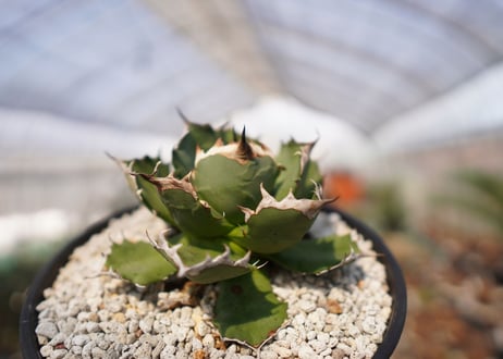 agave titanota 　dwarf　No.2