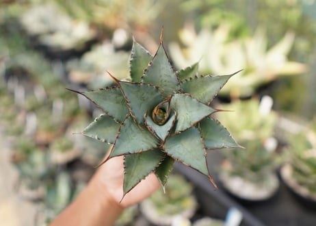 agave　oteroi　oaxaca　NO.10