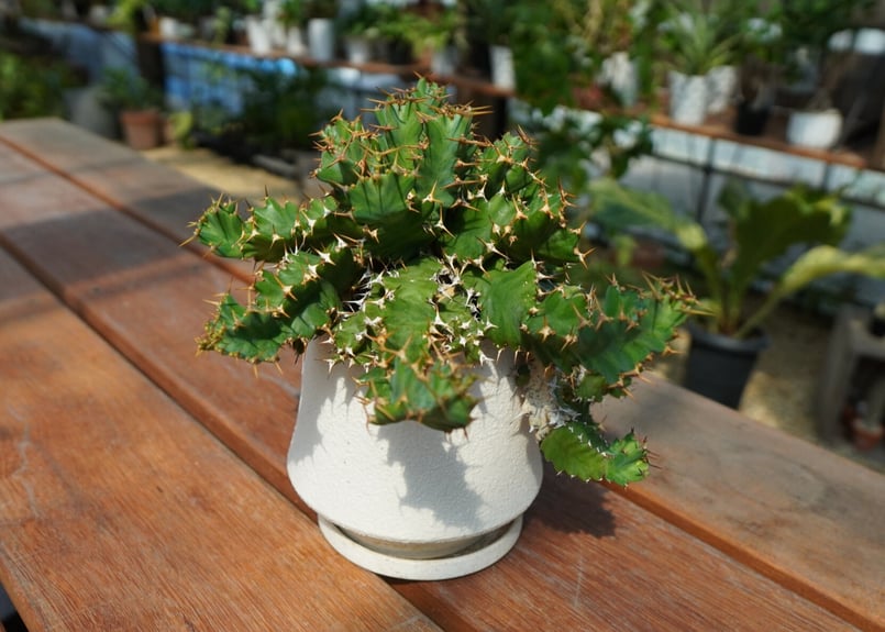 ユーフォルビア ウムフォロジエンシス Euphorbia umfoloziensis | ma