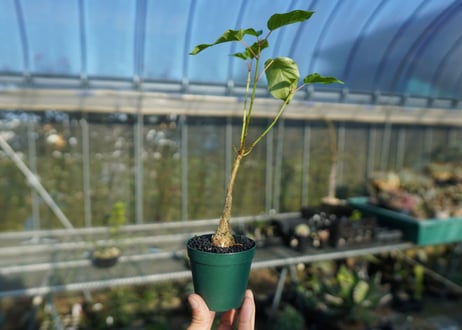 フィカス パルメリー Ficus palmeri  No.2