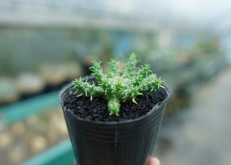 ユーフォルビア　ゴルゴニス　Euphorbia gorgonis  No.4