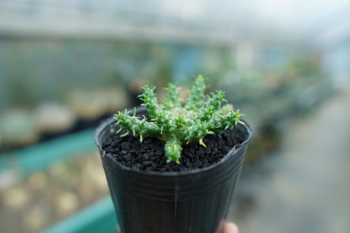 大株】【圧巻】ユーフォルビアゴルゴニス実生 黒ポット付き ☆オススメ