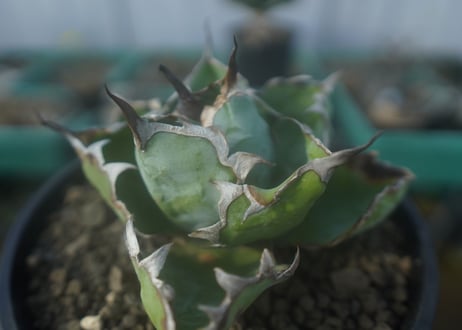 アガベ　チタノタ　 ブラックアンドブルー 　Agave titanota black and blue　No.1