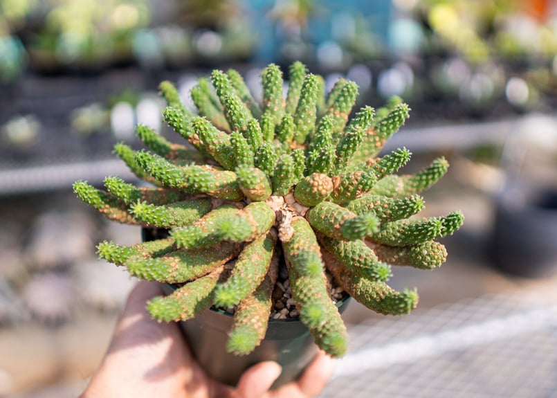 蛇籠　ガビオン　アガベ　ユーフォルビア　盆栽 fit=scale-down,w=1200