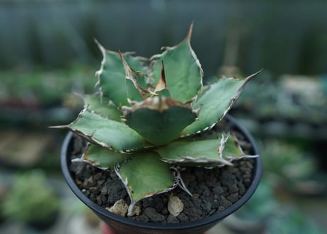 アガベ　チタノタ　FO-76　agave titanota  FO-76　No.3