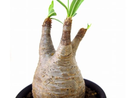 Pachypodium Gracilius パキポディウム  グラキリス  №４ little