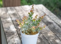 アガベ エクスパンサパリーダ | mana's farm:塊根植物・アガベ