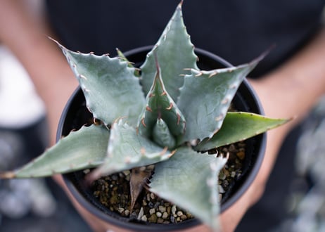 Agave parrasana