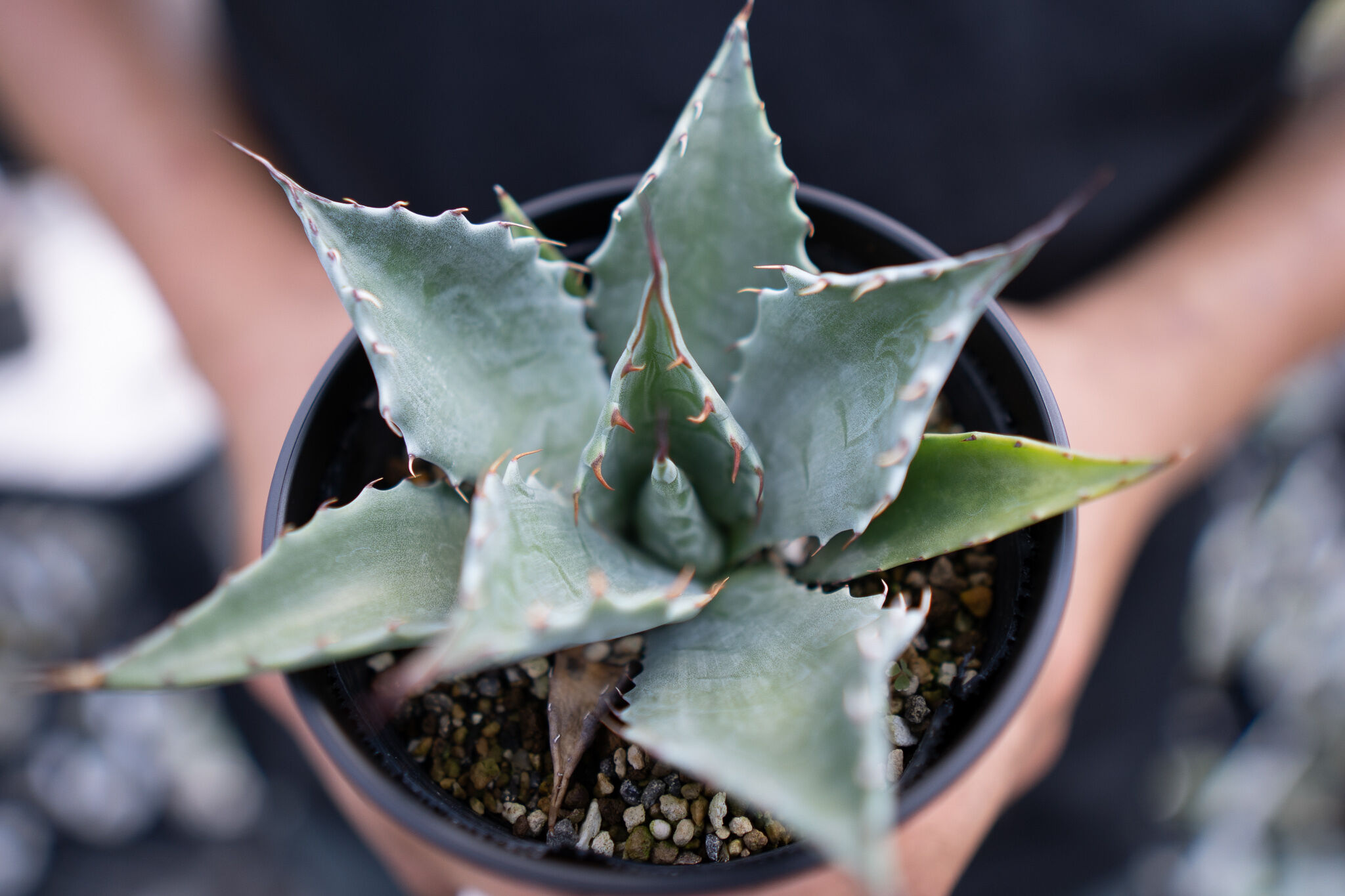 Agave parrasana | mana's farm:塊根植物・アガベ・ドライガーデン植