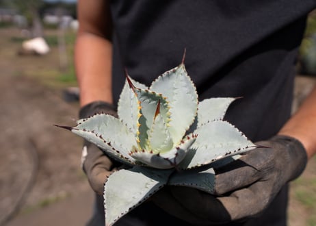 Agave pygmaea Dragontoes