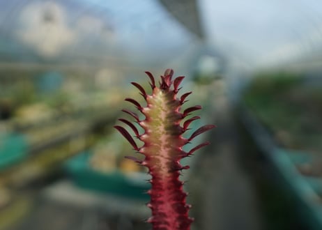 ユーフォルビア　紅彩雲閣　Euphorbia trigona f. rubra　No.2